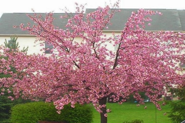 zahradní sakura
