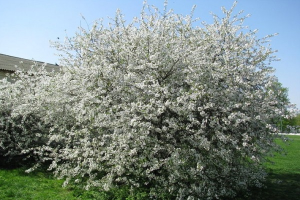 árbol floreciente 