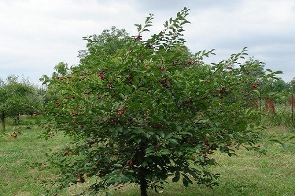 zelený strom 