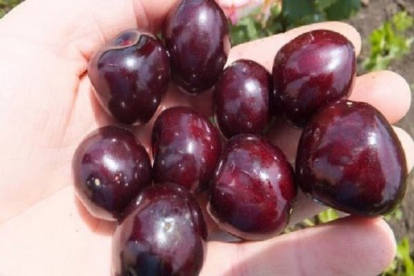 Beeren in den Händen