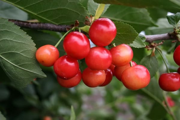 fruit crop 