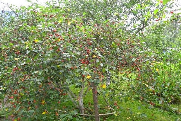 cherry pollination