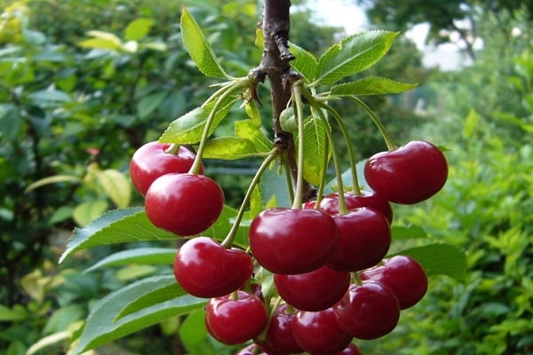 Beeren am Baum 