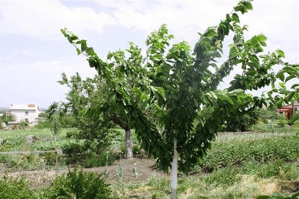 desventajas de la variedad