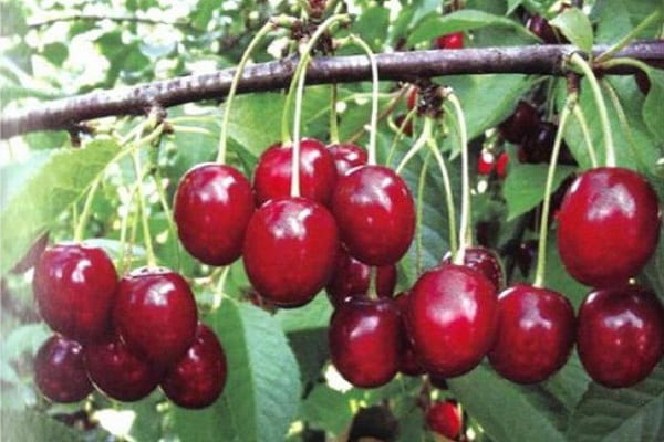 cherry yield