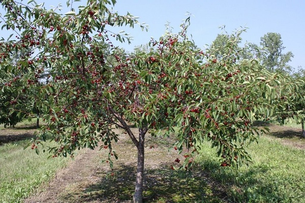 Kirsche im Garten