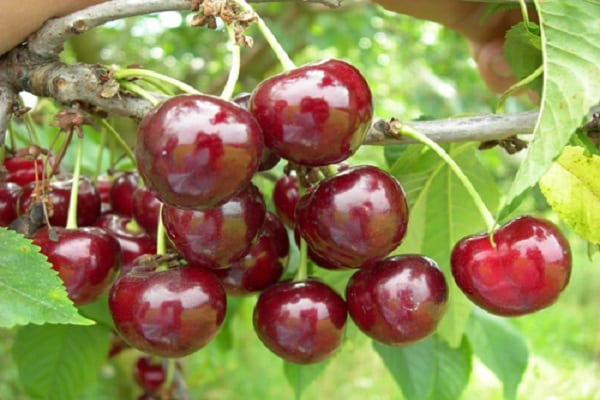 frutas prontas 