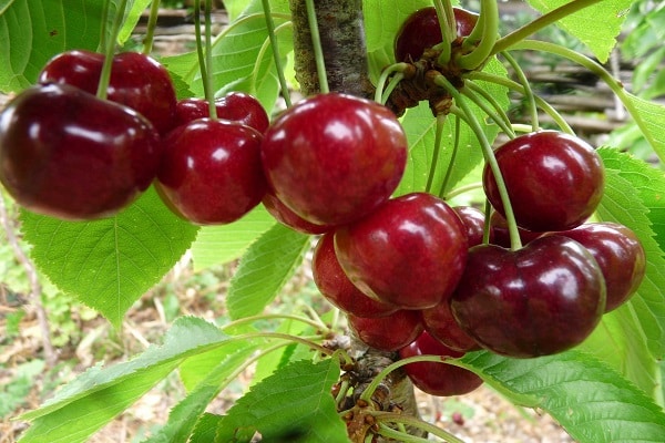 kayumanggi berries 