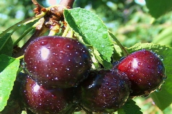 cherry variety 