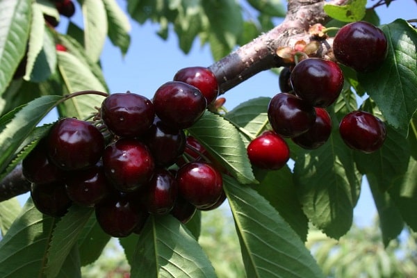 Descripción de la variedad de cereza Valery Chkalov y características del fruto, pros y contras, cultivo.