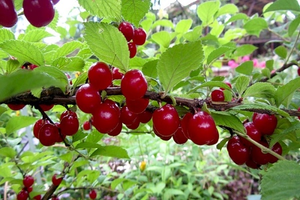 červené ovoce 