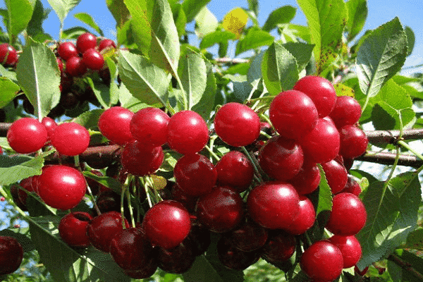 rote Beeren 