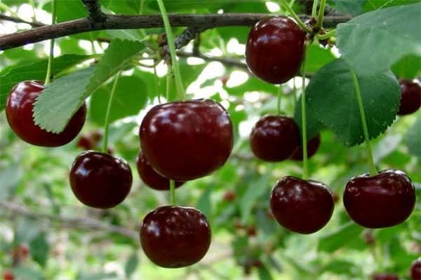 cherry zhukovskaya