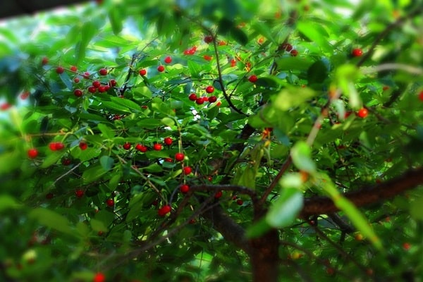 in green leaves 