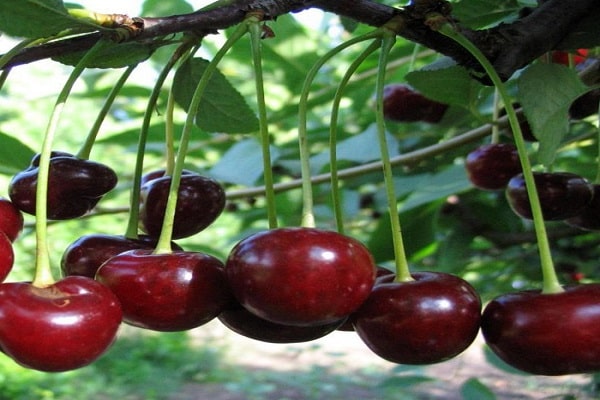 berries in a row 