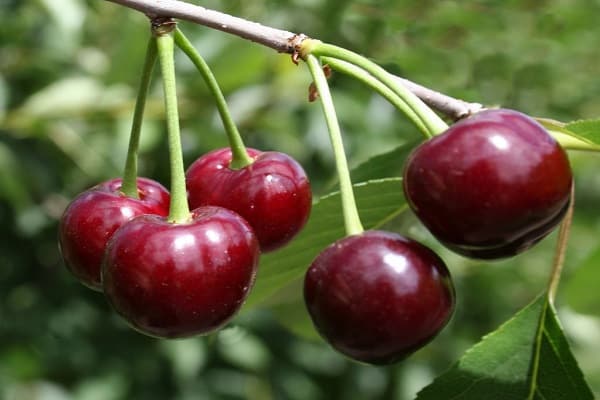 cachos de frutas vermelhas 