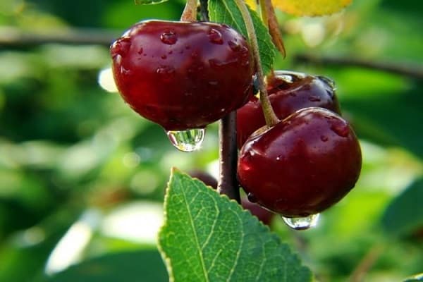 Popis odrůdy třešně Zhukovskaya, vlastnosti plodu, výnos a kultivace