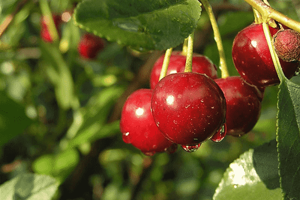 wet berries 