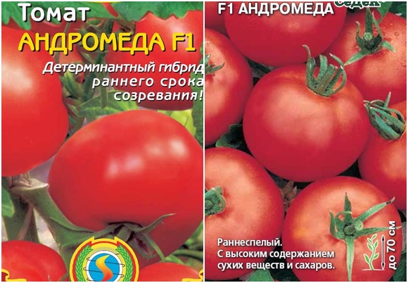 graines de tomates andromèdes