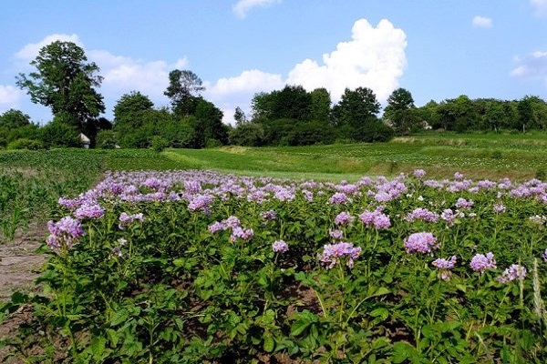 mineral fertilizers