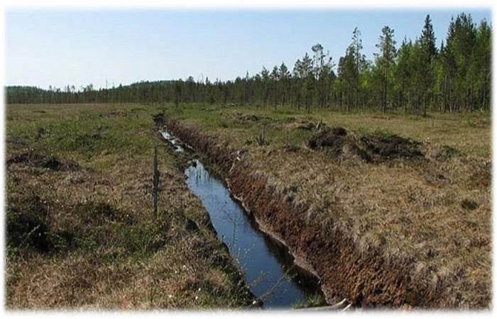 trench in the forest 