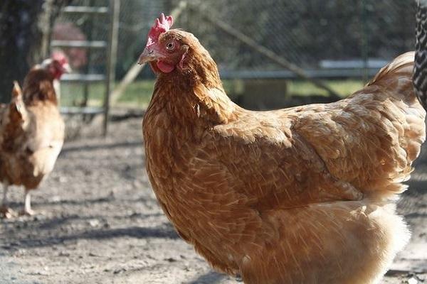 Huhn für einen Spaziergang 