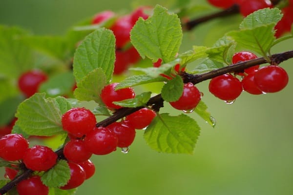 fruta pequeña 