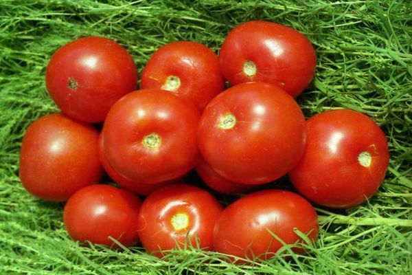 Tomates variedad Volgogrado