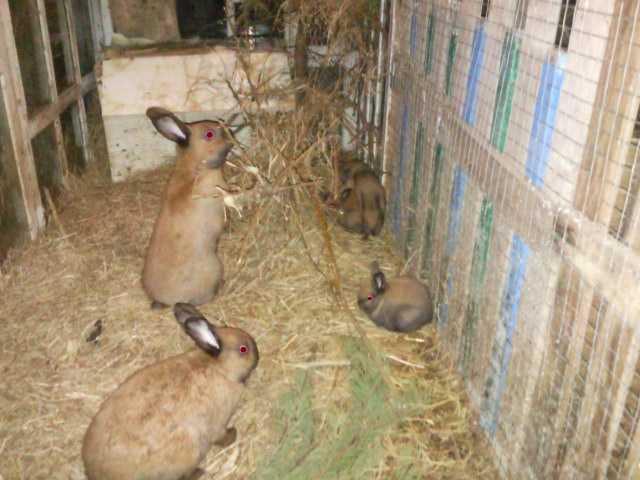 krmení králíků
