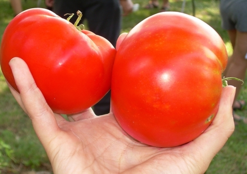 Auftritt des Tomatenkosmonauten Wolkow 