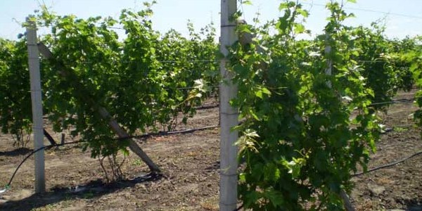 grape bushes