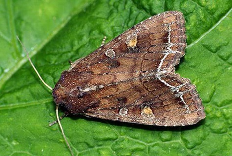 moth on greenery 