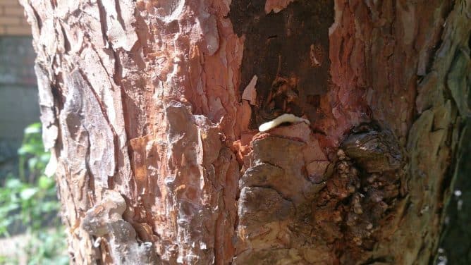 escarabajo de la corteza de un árbol