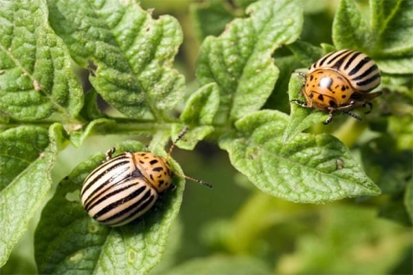 mordisca batatas