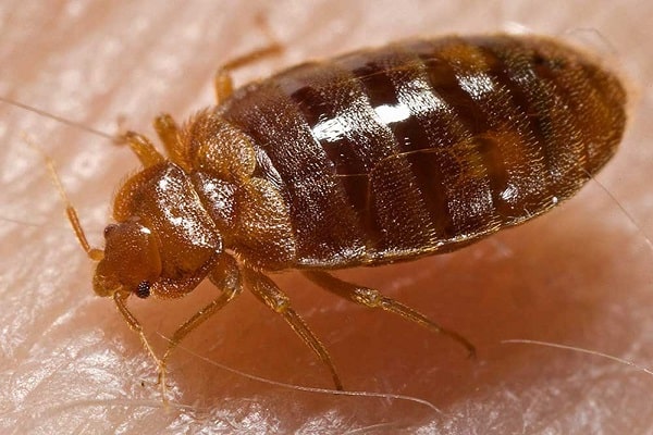 bedbugs from potatoes