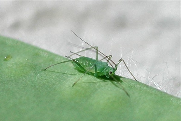 potato aphid