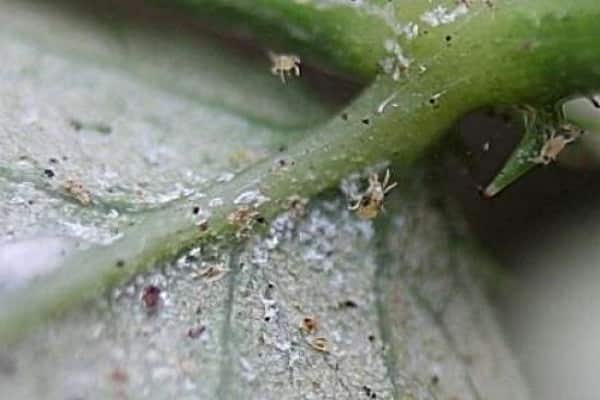 spider mite