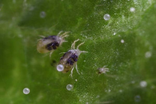 protect cucumbers