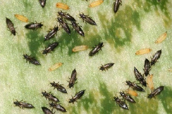 tobacco thrips