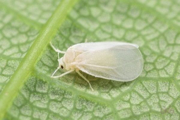 larvae and adults