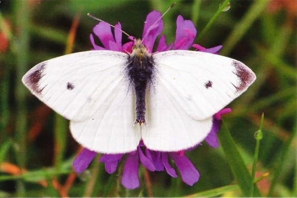 výsadby insekticidy 