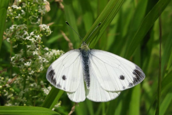 valkoisia perhosia