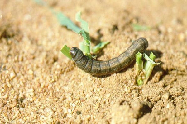 Heerwurm im Herbst