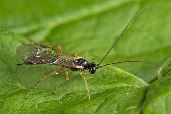 Mosca de serra de sorrel