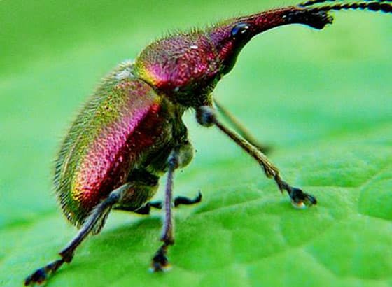 Cherry weevil