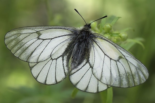 Hlohový motýl