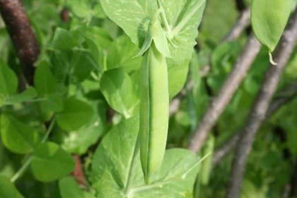 Erbsen im Garten