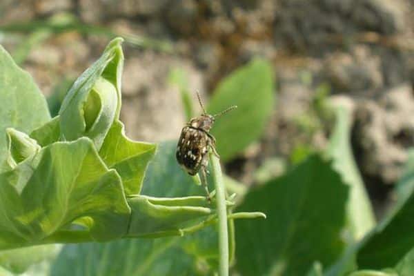 coléoptère sur une feuille