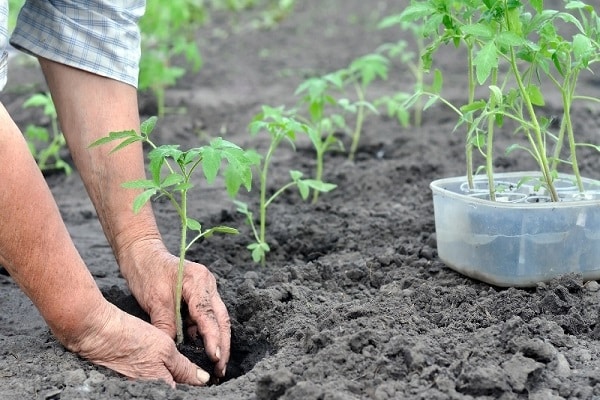 décide de planter