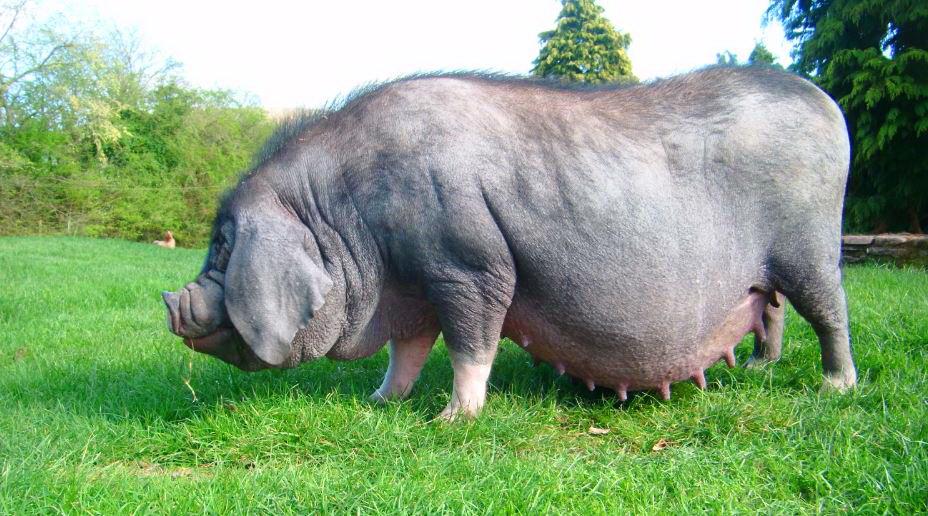 chinese pig